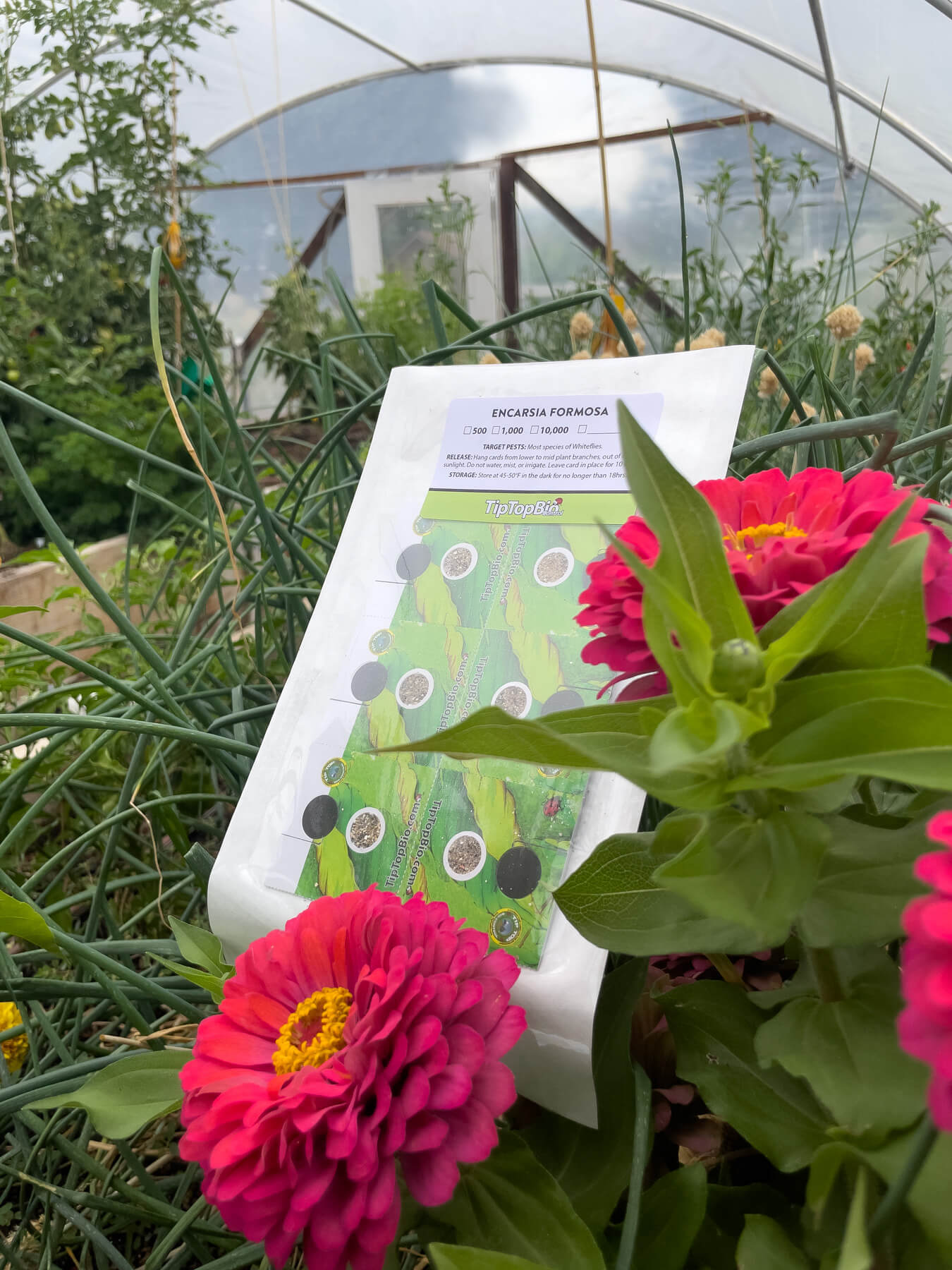 Encarsia formosa Whitefly Control TipTopAg